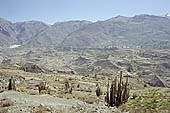 The Colca Valley is one of the most intensively terraced regions in the Andes 